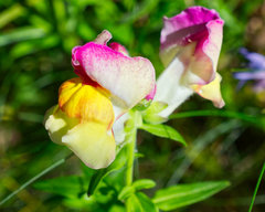 Antirrhinum majus