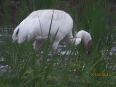 Leucogeranus leucogeranus