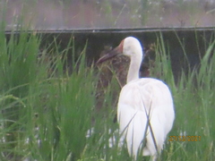 Leucogeranus leucogeranus