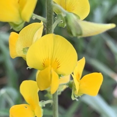 Crotalaria platysepala
