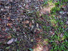 Syzygium claviflorum