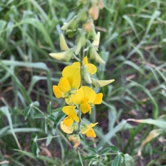 Crotalaria platysepala