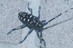 Anoplophora macularia