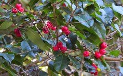 Syzygium claviflorum
