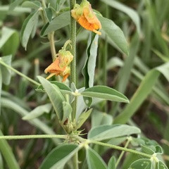 Crotalaria platysepala
