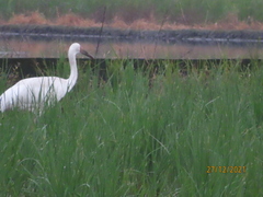 Leucogeranus leucogeranus