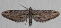 Eupithecia acutipennis