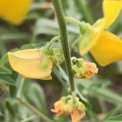 Crotalaria platysepala
