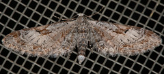 Eupithecia nevadata