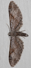 Eupithecia nevadata