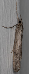 Evergestis angustalis