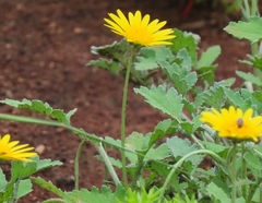Haplocarpha lyrata