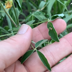 Crotalaria platysepala