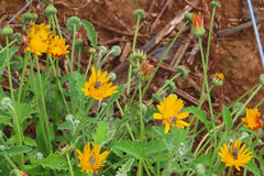 Haplocarpha lyrata