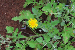 Haplocarpha lyrata