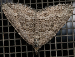 Perizoma custodiata