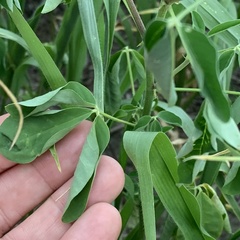 Crotalaria platysepala