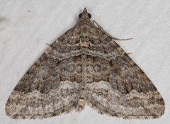 Perizoma custodiata