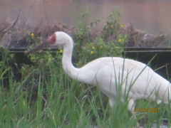 Leucogeranus leucogeranus