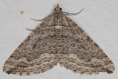Perizoma custodiata