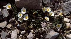Ranunculus seguieri seguieri