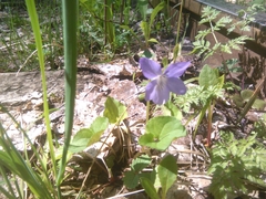 Viola canina