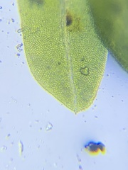 Fissidens elegans