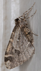 Stamnodes albiapicata