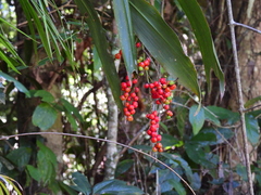 Cordyline cannifolia