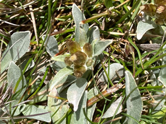 Argyrotegium fordianum