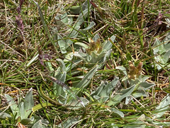 Argyrotegium fordianum