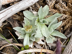 Argyrotegium fordianum