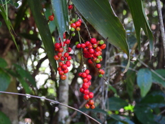 Cordyline cannifolia