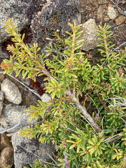 Podocarpus lawrencei