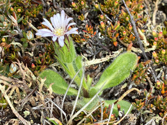 Pappochroma bellidioides