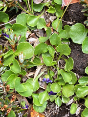 Viola fuscoviolacea