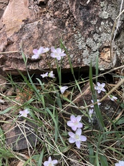 Claytonia rosea