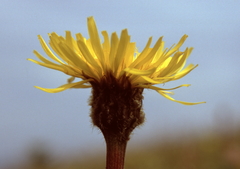 Hypochaeris uniflora