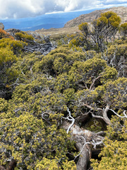 Podocarpus lawrencei