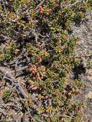 Podocarpus lawrencei