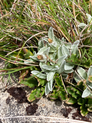 Argyrotegium