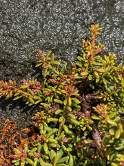 Podocarpus lawrencei