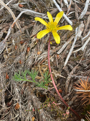 Ranunculus gunnianus