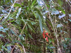 Cordyline cannifolia