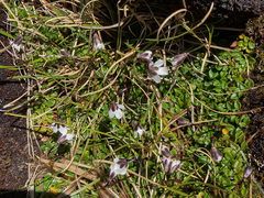 Ourisia integrifolia