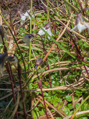 Ourisia integrifolia