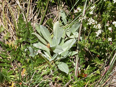 Argyrotegium fordianum