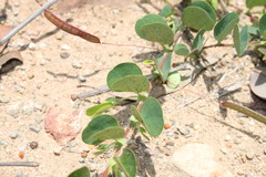 Chamaecrista rotundifolia