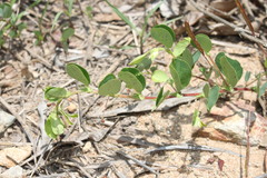 Chamaecrista rotundifolia