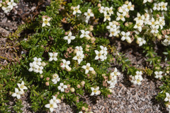 Asperula pusilla
